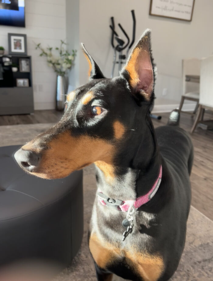 Vayda Soaking Up A Sun Ray