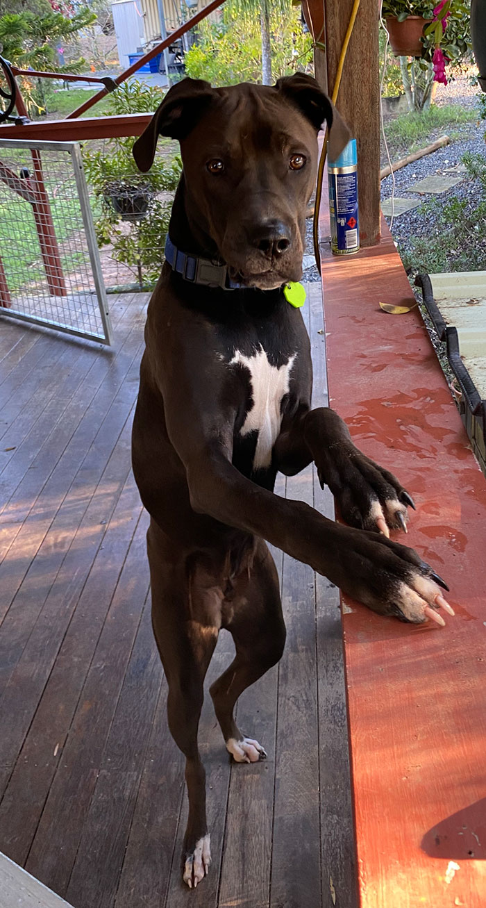 Hello There My Name Is Rollie And I Enjoy Long Walks In The Park