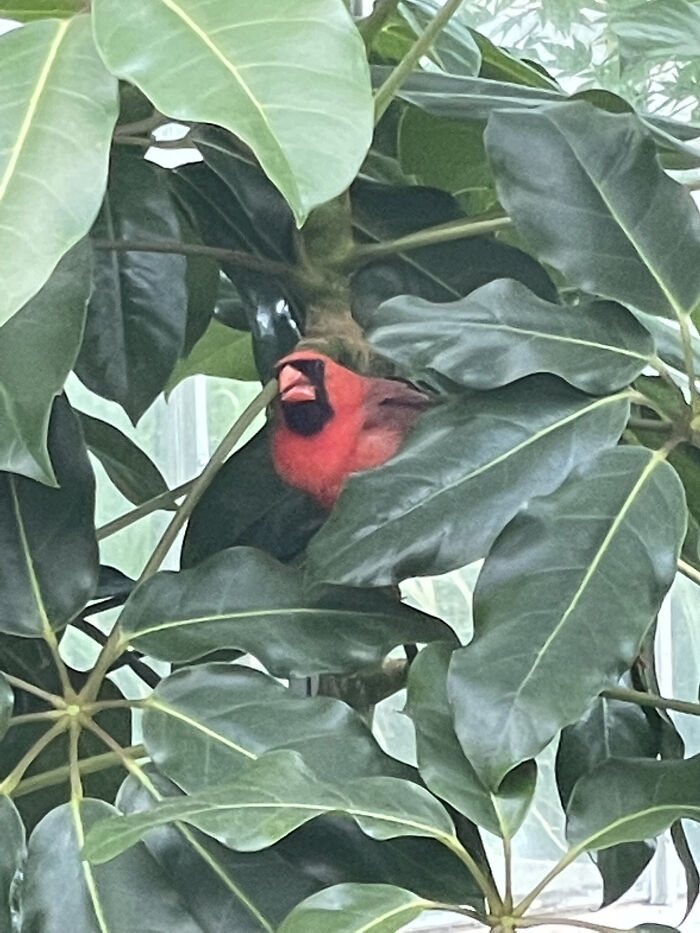 Cardinal