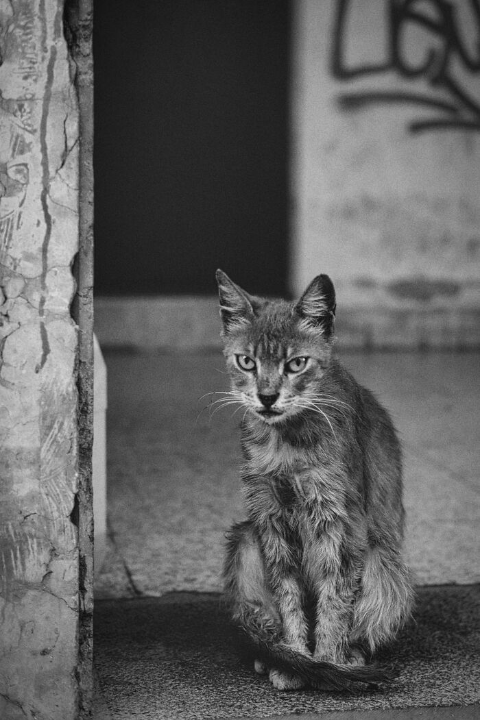 The Diversity Of Stray Cats Living On The Streets In Limassol, Cyprus That I Captured (22 Pics)
