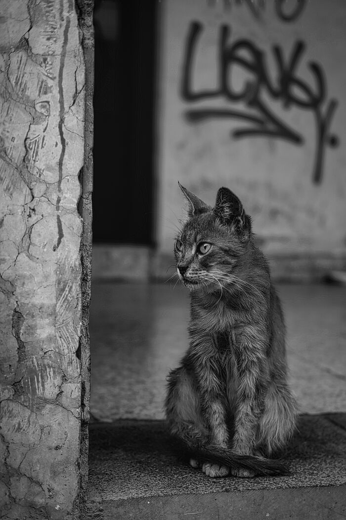 The Diversity Of Stray Cats Living On The Streets In Limassol, Cyprus That I Captured (22 Pics)