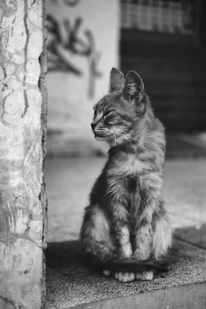 The Diversity Of Stray Cats Living On The Streets In Limassol, Cyprus That I Captured (22 Pics)