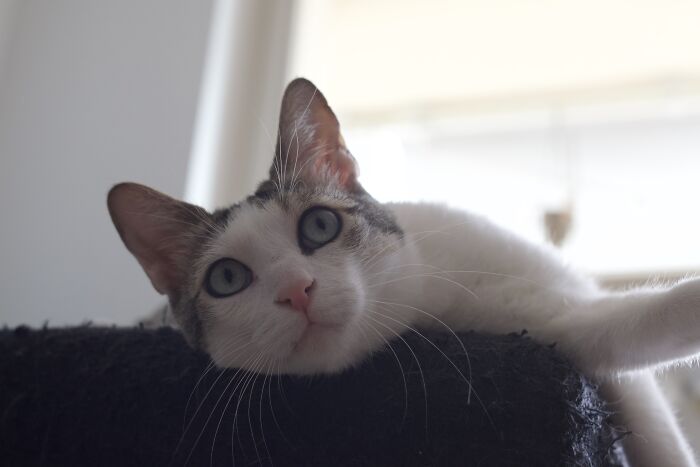 Mrs. Chippy (He Is A Boy!)