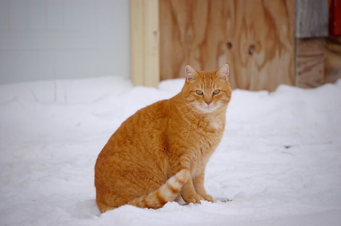 He Thinks He Is The King Of The World