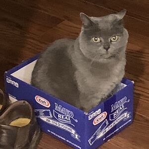 moppet-the-manx avatar