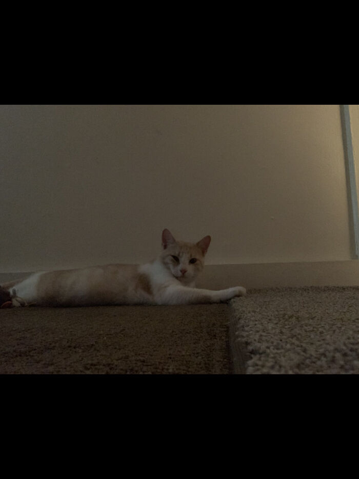 Hey I’m Charlie (This Is My Old Cat That We Don’t Have Anymore, I Don’t Have A Pic Of My New Cat..)