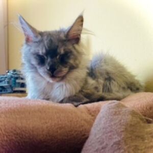 zoe-szendzielarz avatar