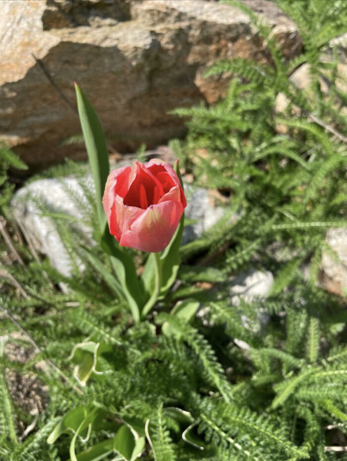 Another One Taken While Biking, I Love The Overgrown But Calm Feeling Of This Photo And The Distinct Pop Of The Rose