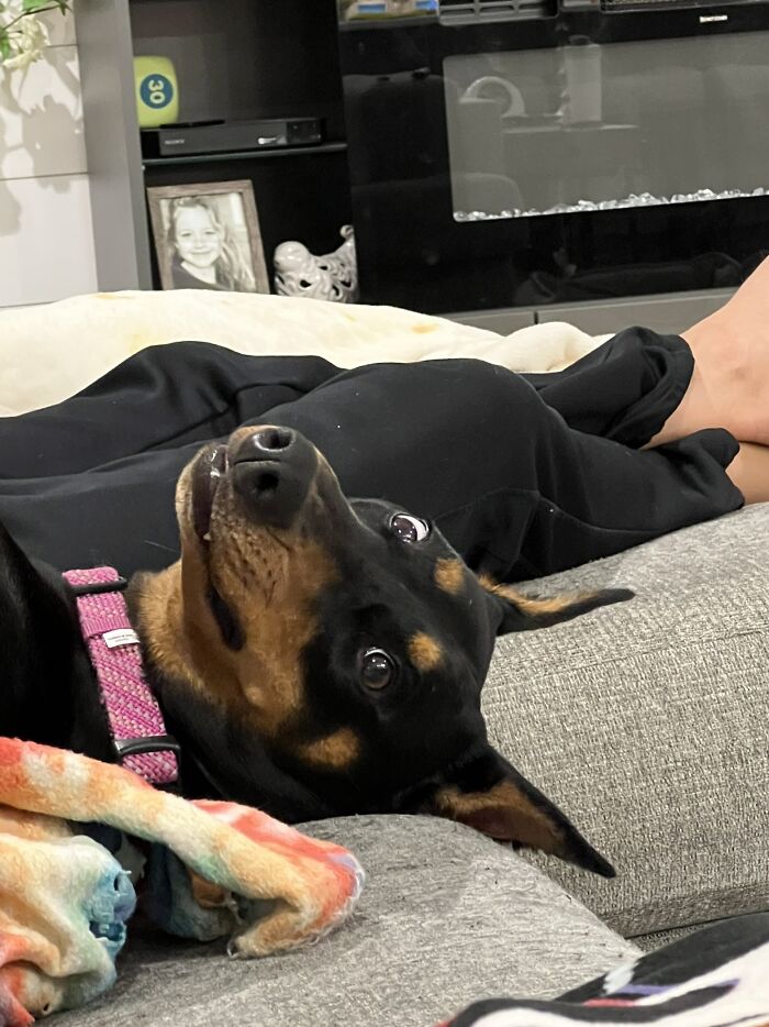 The Only Good Pic I Get Of My Dog Smh