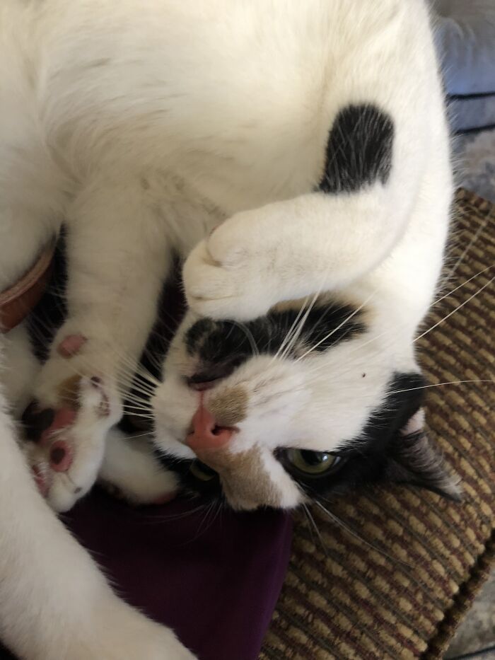 My Cat Has Two Personalities