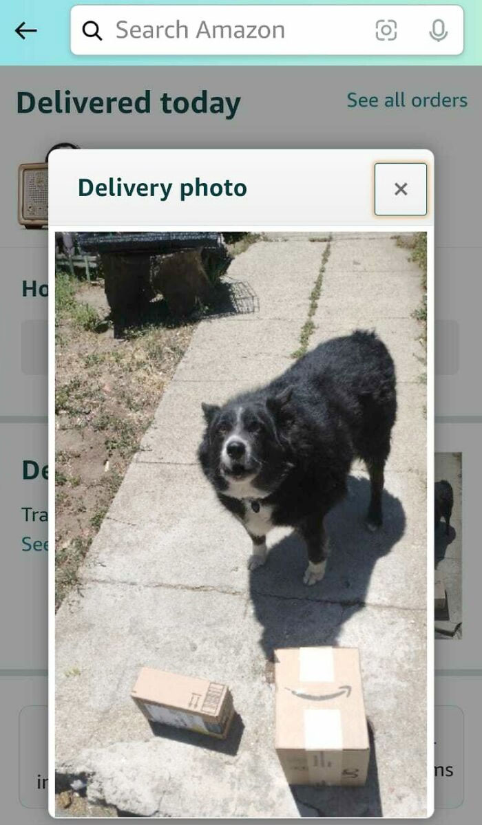 Esta es la foto que Amazon envió a mi cuenta para decir que los paquetes fueron "entregados directamente a un miembro de la familia"