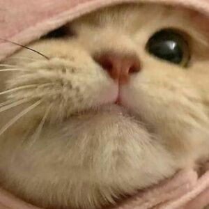 kawaii-koneko0416 avatar