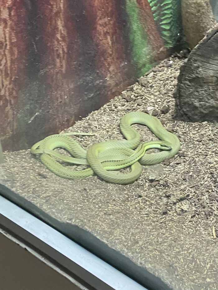 Snek