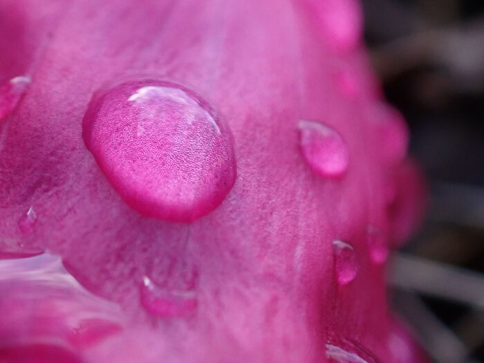 I Am A Macro Photographer Who Captures The Often Overlooked Magical Beauty Of The World Around Us, Here Are 22 Images From My New Book.