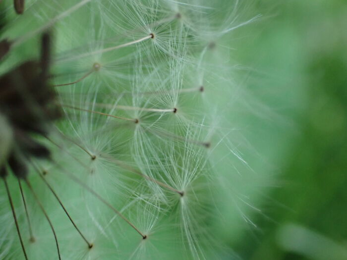 I Am A Macro Photographer Who Captures The Often Overlooked Magical Beauty Of The World Around Us, Here Are 22 Images From My New Book.