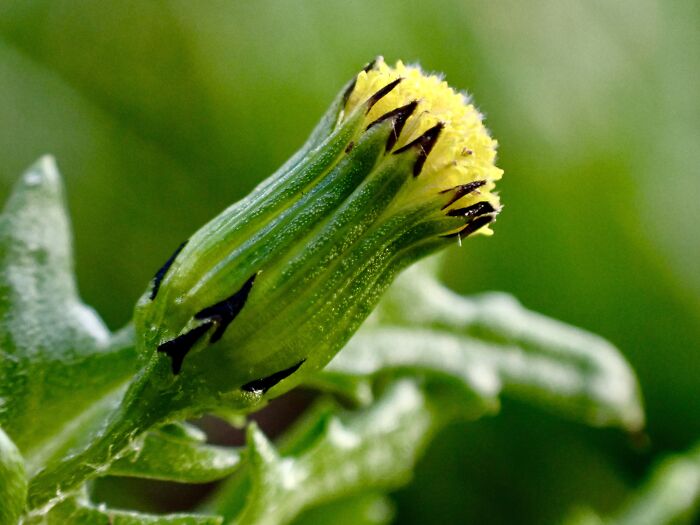 I Am A Macro Photographer Who Captures The Often Overlooked Magical Beauty Of The World Around Us, Here Are 22 Images From My New Book.