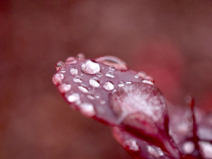 I Am A Macro Photographer Who Captures The Often Overlooked Magical Beauty Of The World Around Us, Here Are 22 Images From My New Book.