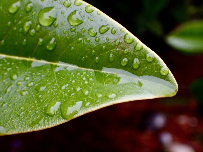 I Am A Macro Photographer Who Captures The Often Overlooked Magical Beauty Of The World Around Us, Here Are 22 Images From My New Book.