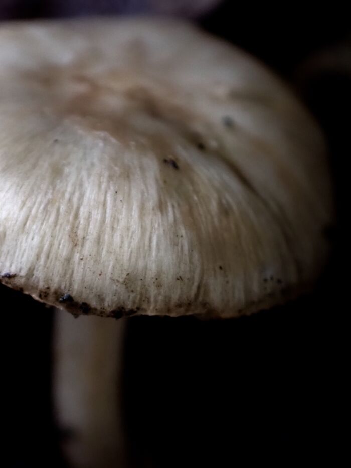 I Am A Macro Photographer Who Captures The Often Overlooked Magical Beauty Of The World Around Us, Here Are 22 Images From My New Book.