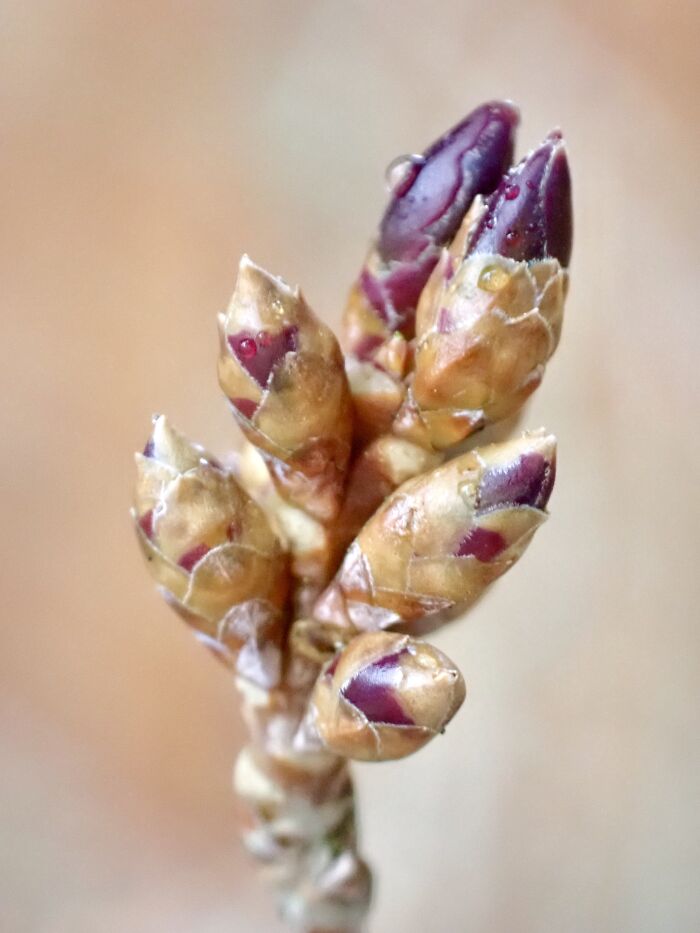 I Am A Macro Photographer Who Captures The Often Overlooked Magical Beauty Of The World Around Us, Here Are 22 Images From My New Book.