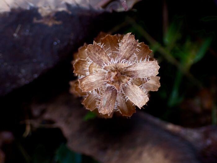 I Am A Macro Photographer Who Captures The Often Overlooked Magical Beauty Of The World Around Us, Here Are 22 Images From My New Book.