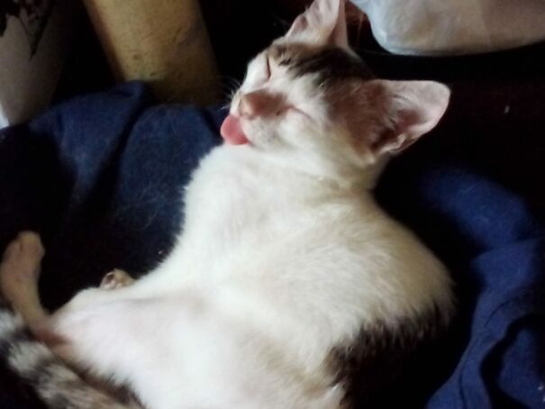 Fell Asleep With A Full Blep!