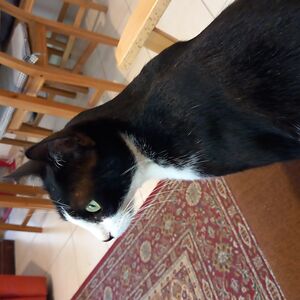 midnightlemons123 avatar