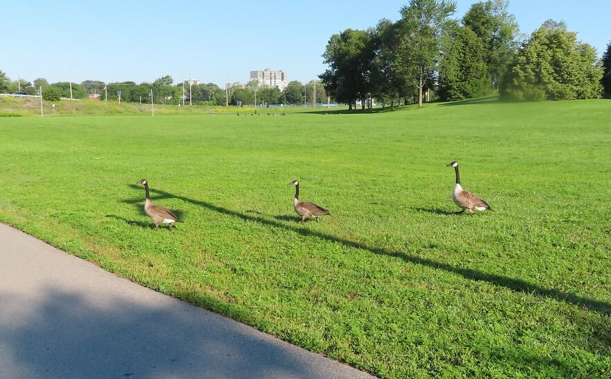 It's Not A Crosswalk And They Are Missing George But...