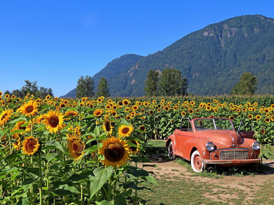 Summer On A Farm Near Vancouver - Canada