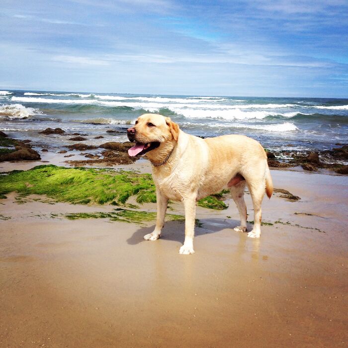 I Like The Beach, And I Like Tennis Balls, And I Like Food