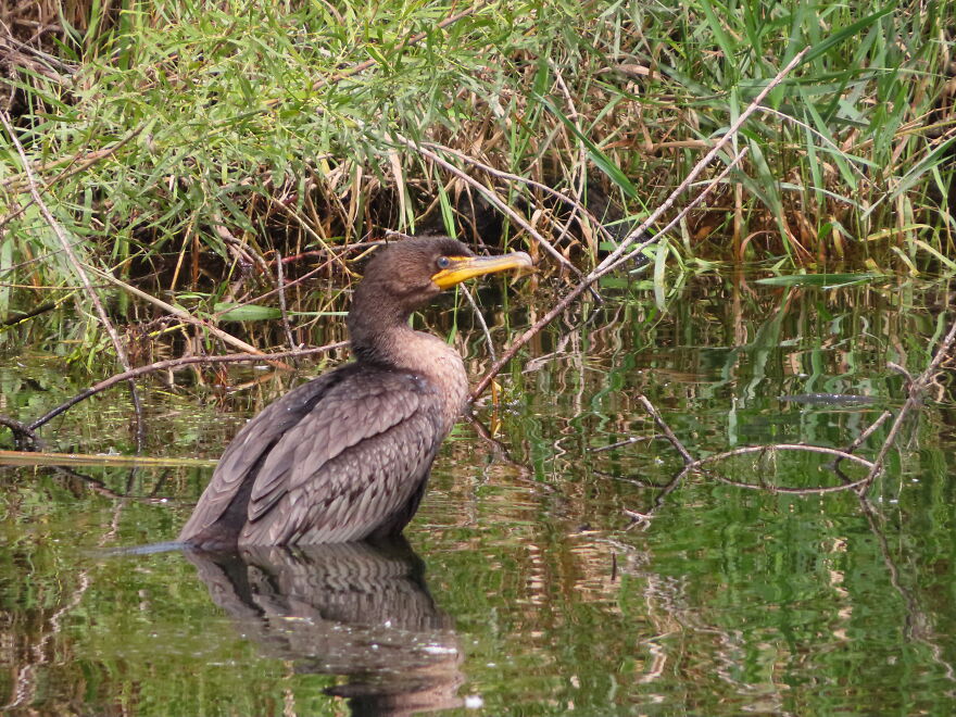 Cormorant