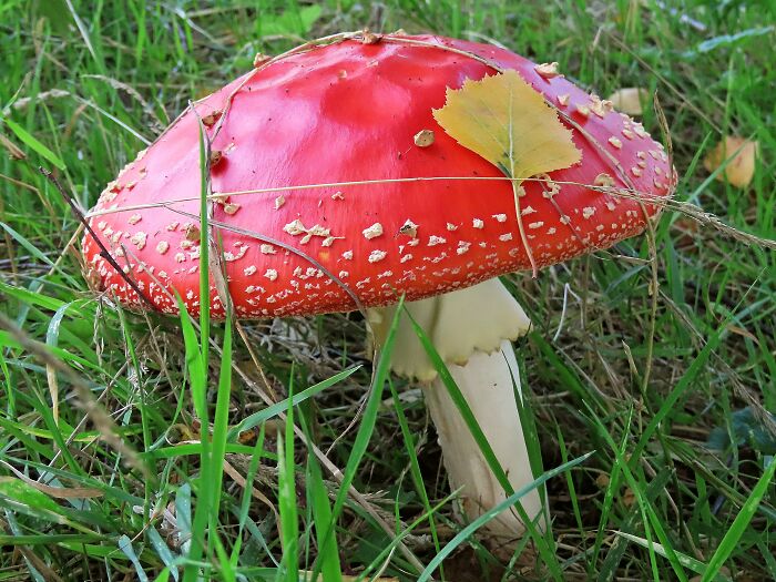 Amanita Muscarina - Beautiful And Dangerous !