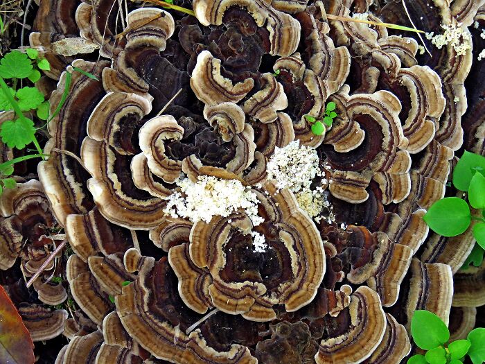 I Don't Know What Kind It Is, It's Beautiful Colors And Like Plush To The Touch.