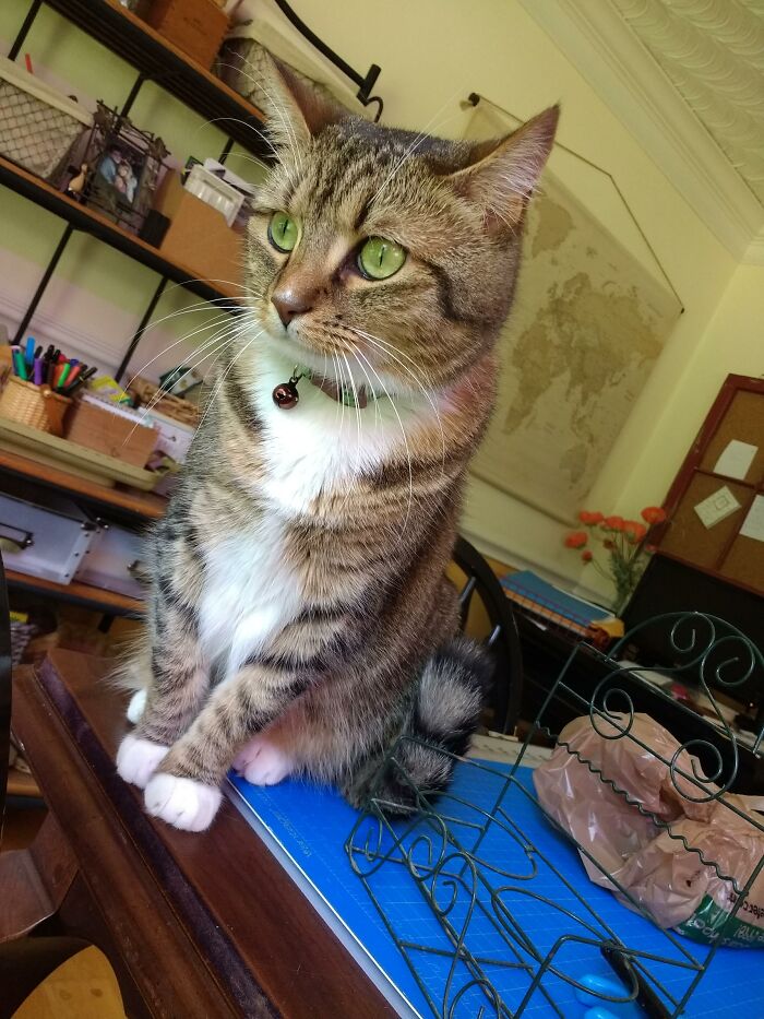 Adelaide. Loves Hunting Frogs And Insects. Looking For A Good Time. Will Try Anything Once!