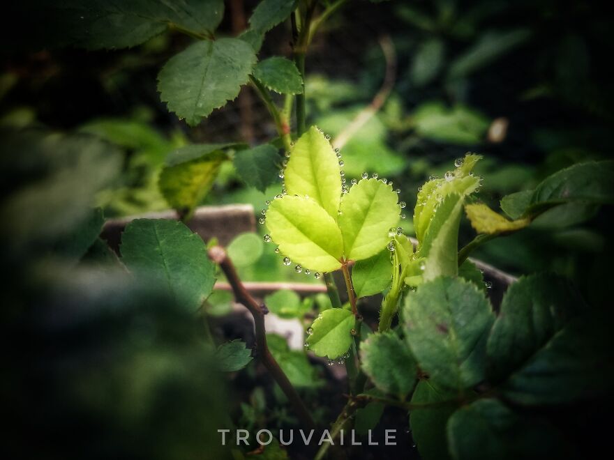 Morning Drops...phenomenon Called Guttation