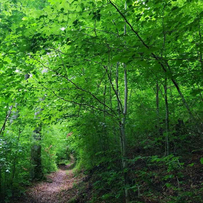 In A Forest In Swiss Mountains