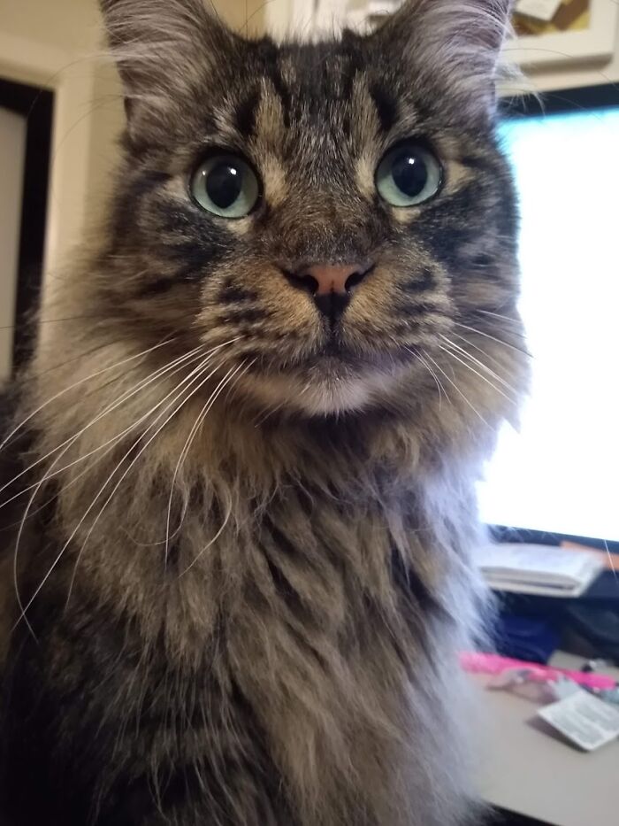 Do You Need Cuddles? I Is 20 Pounds Of Fluff Wif Lots Of Snuggles To Give. I Waitz By Computer For Your Emailz.