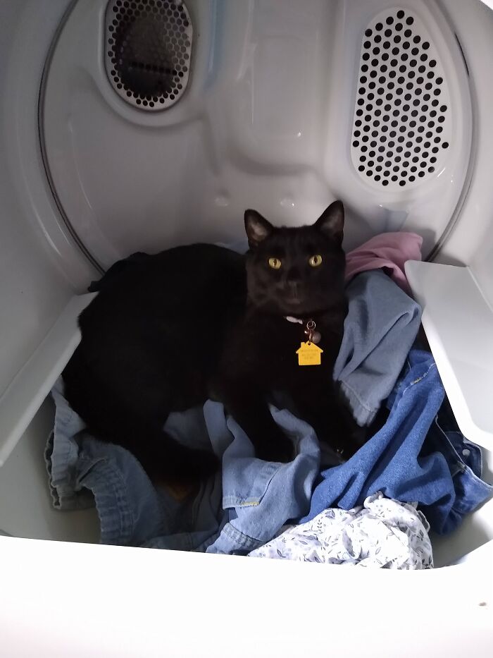 Mr. Mistoffelees Here. I'm A Fun Loving Dude Looking For Someone Who Enjoys A Good Tumble.