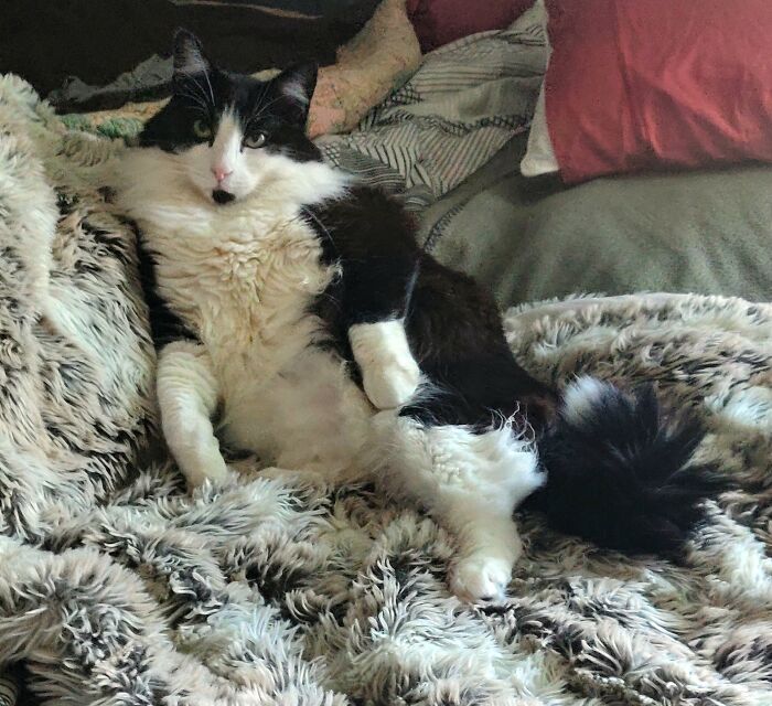 Sir Tippicus Toppicus Rompicus Maximus, But You May Call Me Tips. I Am A Maincoon (20lb Big Boi), Seeking A Partner To Join In On The Fine Art Of The Cat Loaf. I Enjoy Hiding In Tubes (All The Better To Scare My Sister), Snuggling Under Soft Blankets And Stinky Arm Pit Shirts, Belly Rubs, Drinking Water From A Large Syringe (I Had Bladder Crystals, No More, But Still Enjoy My Servants Ministrations), And Waking My Humans Up At 4am To Sit With Me While I Eat My Crackers. If You're Looking To Be My Dutchess Dm Me. Serious Inquiries Only!