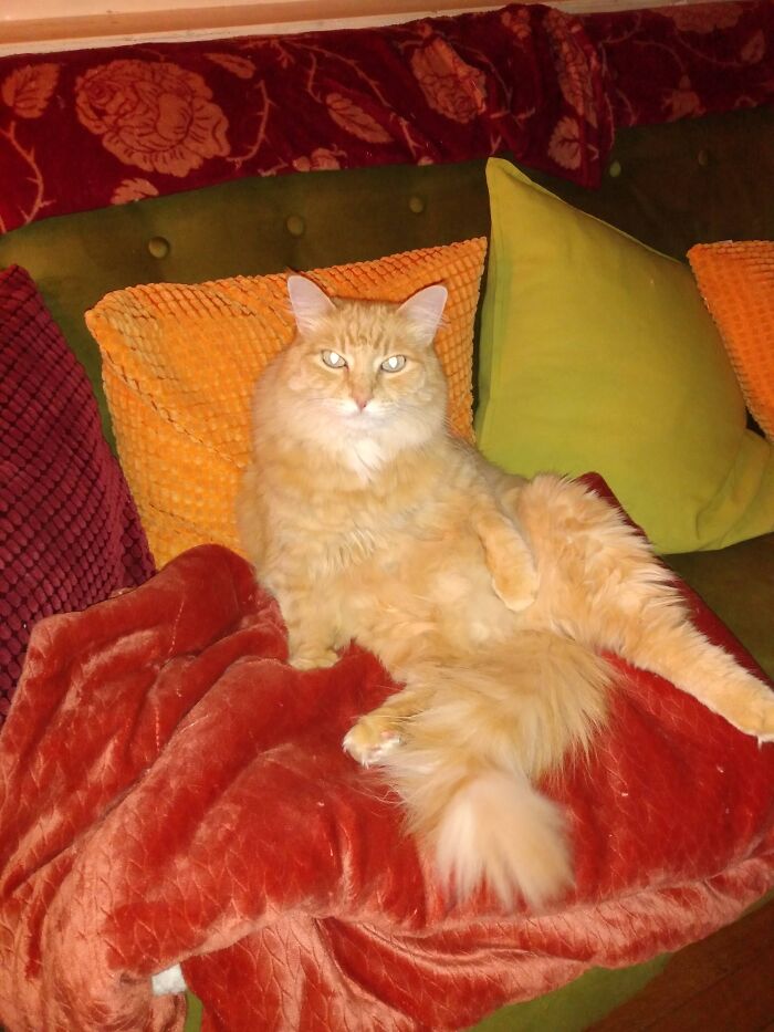 Hendrix Cute And Cuddly