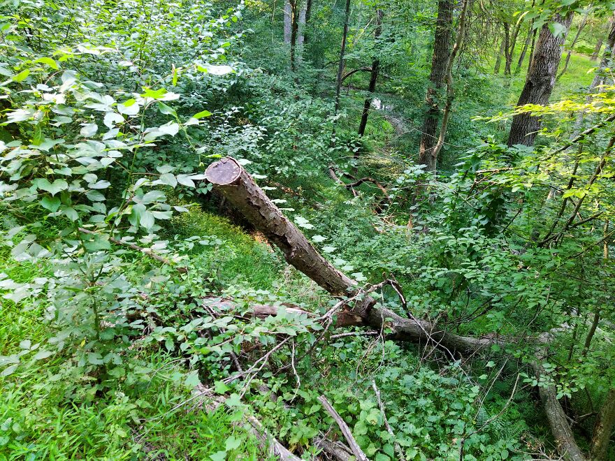 Stairs To Nature Made By Leaf.