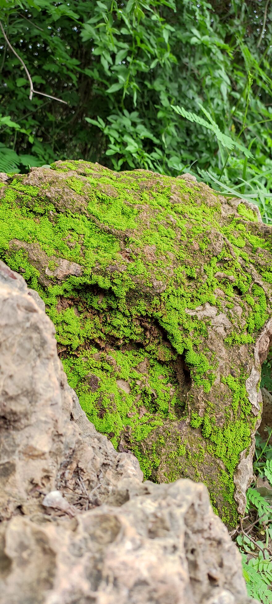Moss Rock