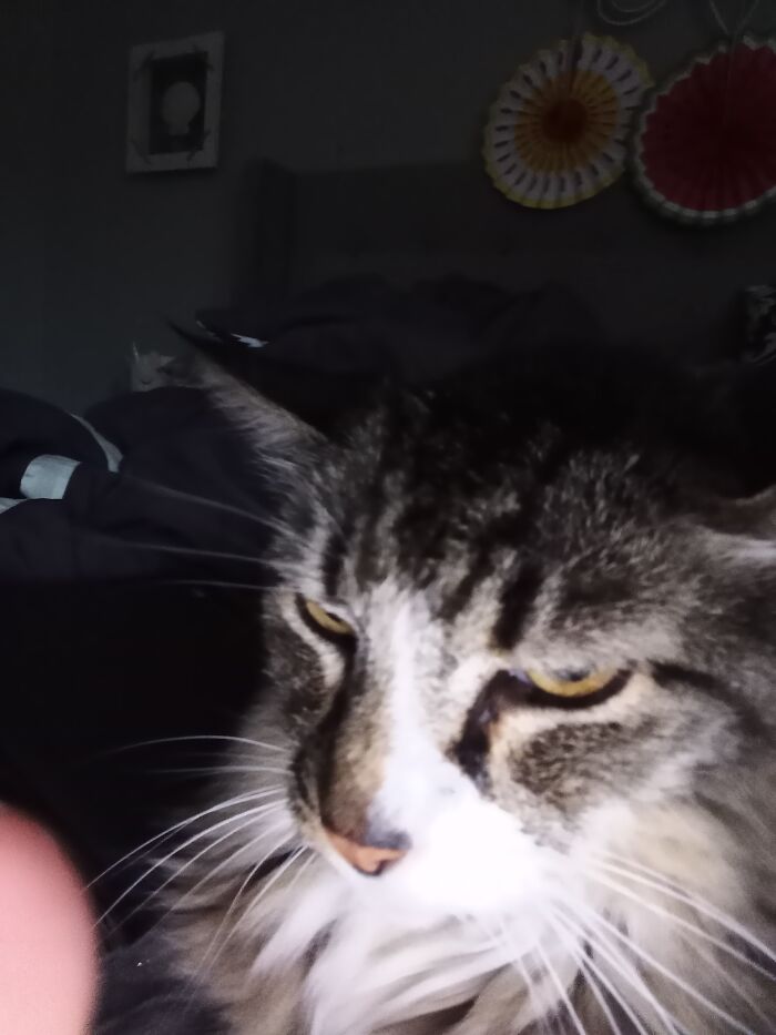 Wanna Petflix And Chill? I Know Where The Closest Catnip Bags Are ;]