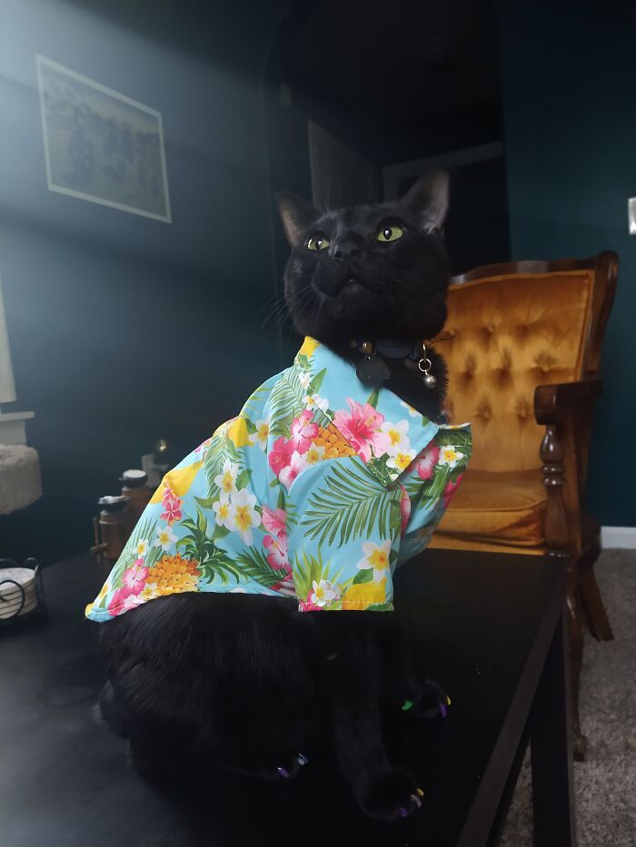 My Sweet Bobtail Boi Jelly Roll In Meowgaritaville