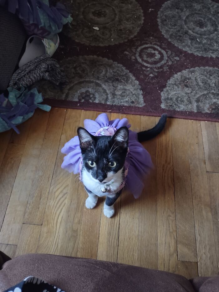 Young Fashionista Who Loves To Cuddle. I'm Not Beautiful But I Am Adorable 😍