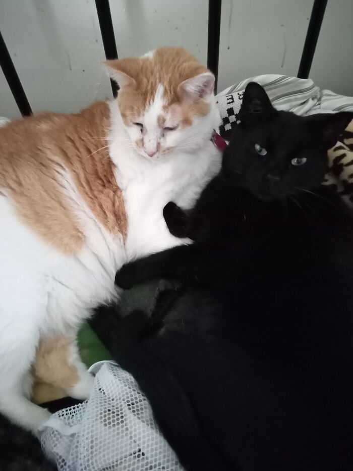 Tommy-O And Midnight Louie. Just A Couple Of Wild And Crazy Guys Looking For Chicks. Please Bring Dipping Sauce.