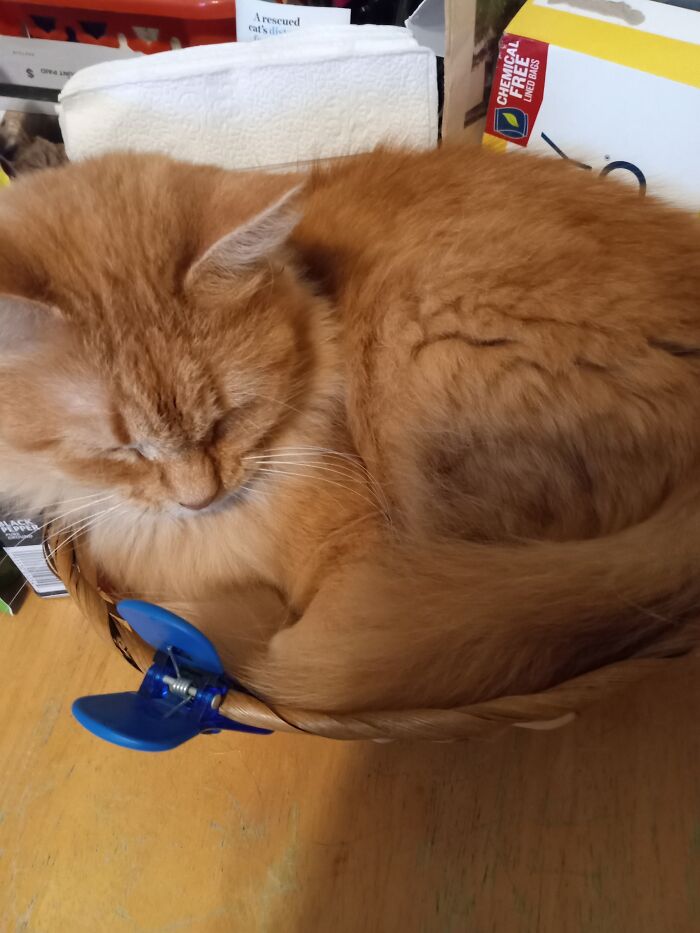 My Son Took The Last Orange From The Basket. A Furry One Miraculously Appeared! Meet Gracie Mae West.