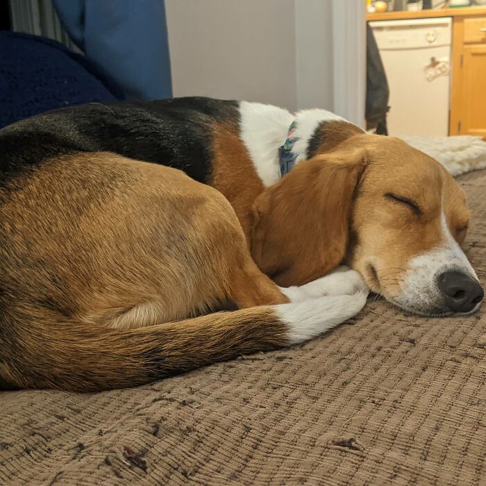 My Precious Little Penny