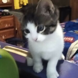 katlikesdragons avatar