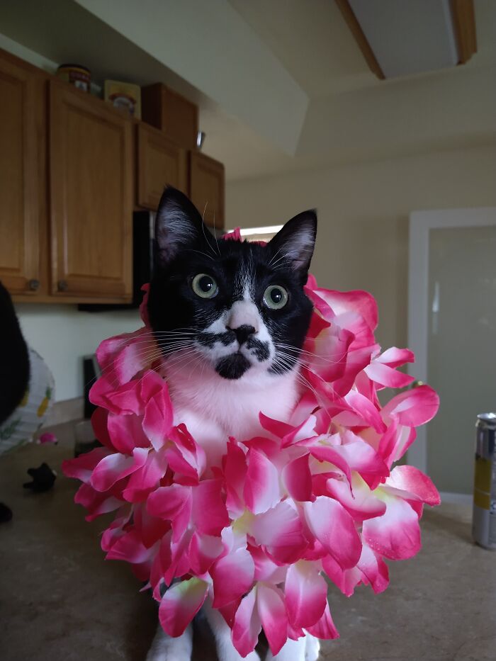 Thelonious Chonk At The The Mew-Wow